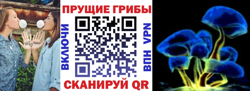 Псилоцибиновые грибы Psilocybe  Адыгейск 